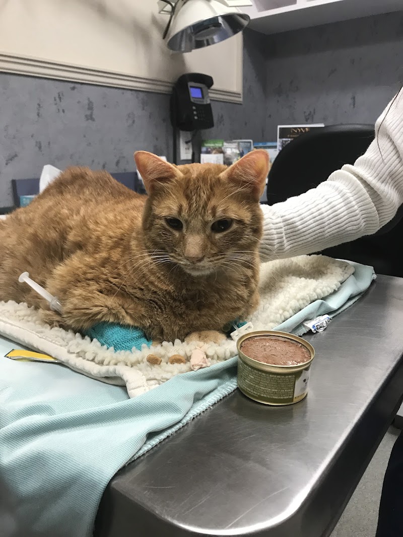 Long Island Veterinary Specialists