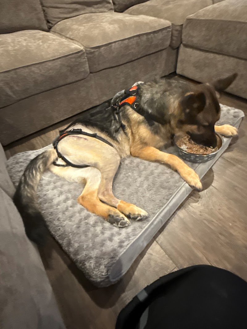Long Island Veterinary Specialists