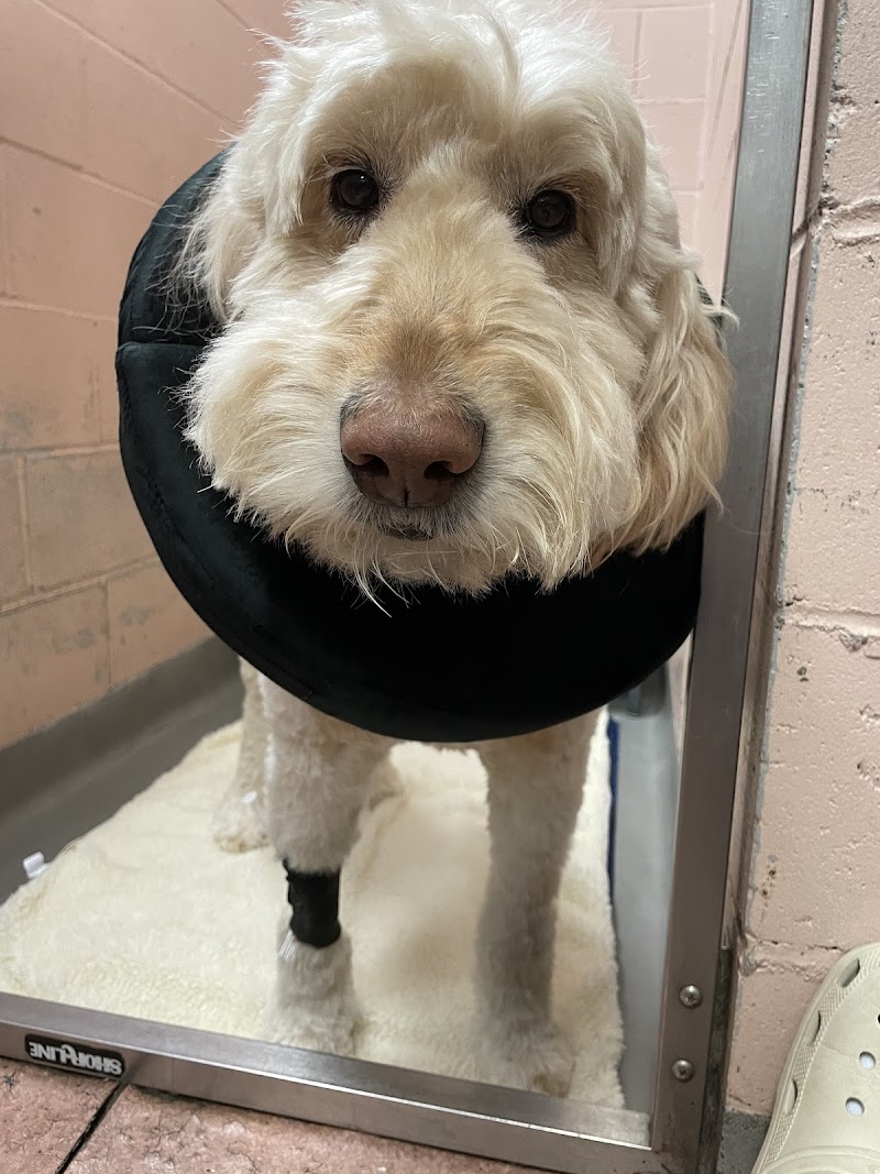 Long Island Veterinary Specialists