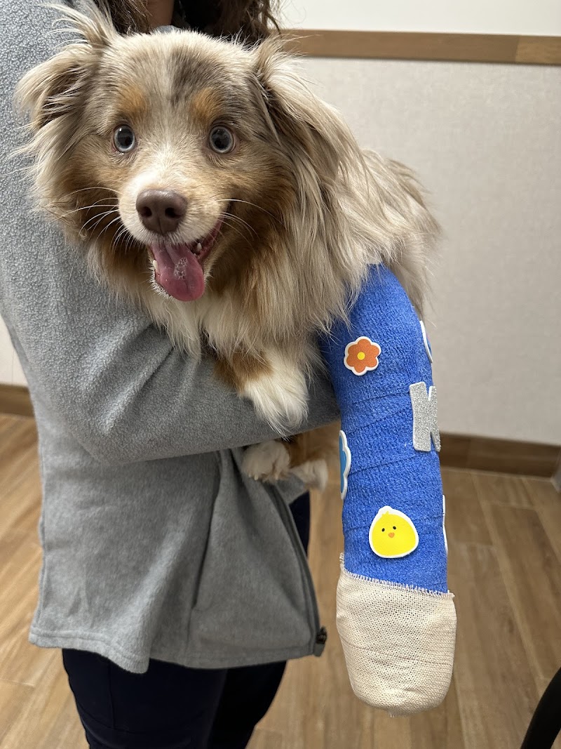 Long Island Veterinary Specialists