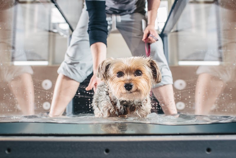 Cornell University Veterinary Specialists