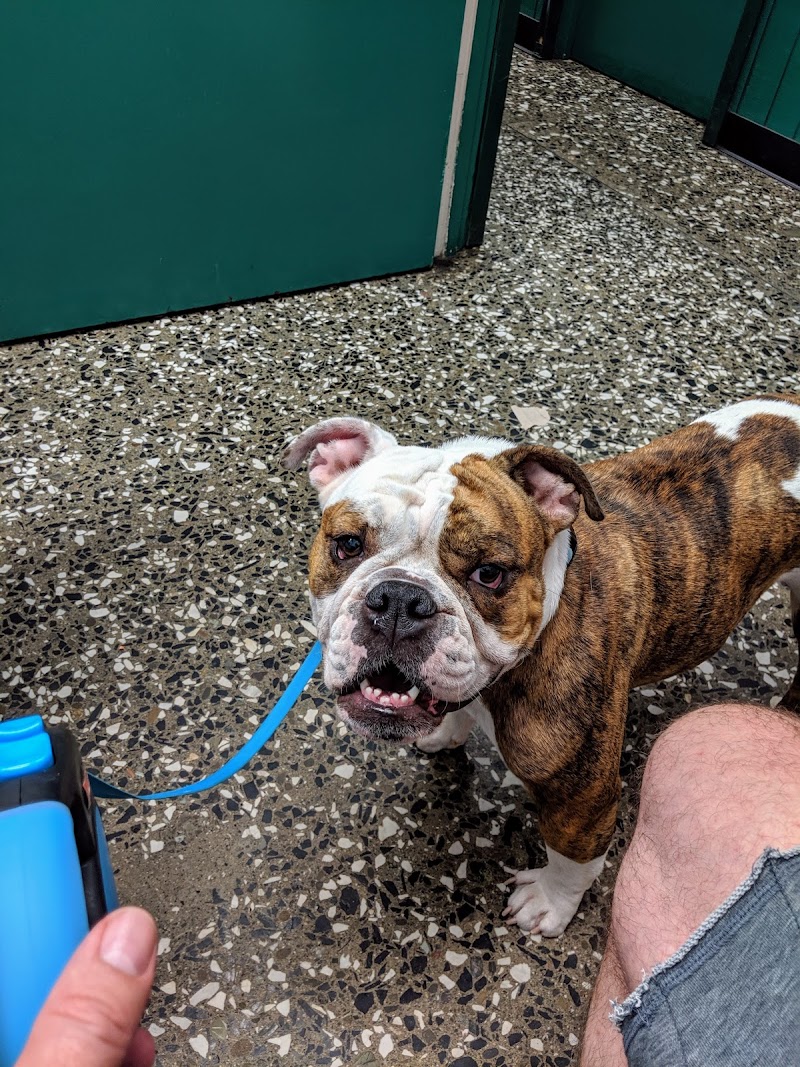 Avenues Pet Hospital