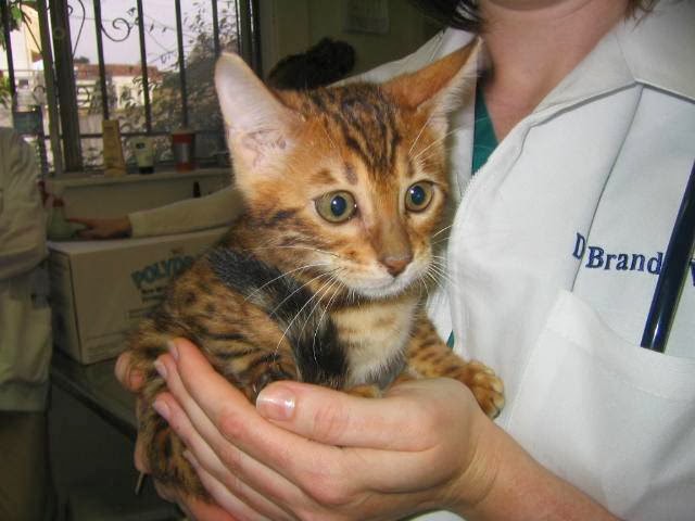 Avenues Pet Hospital