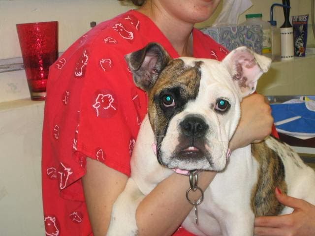 Avenues Pet Hospital