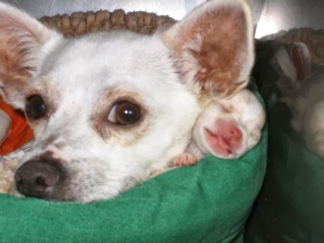 Avenues Pet Hospital