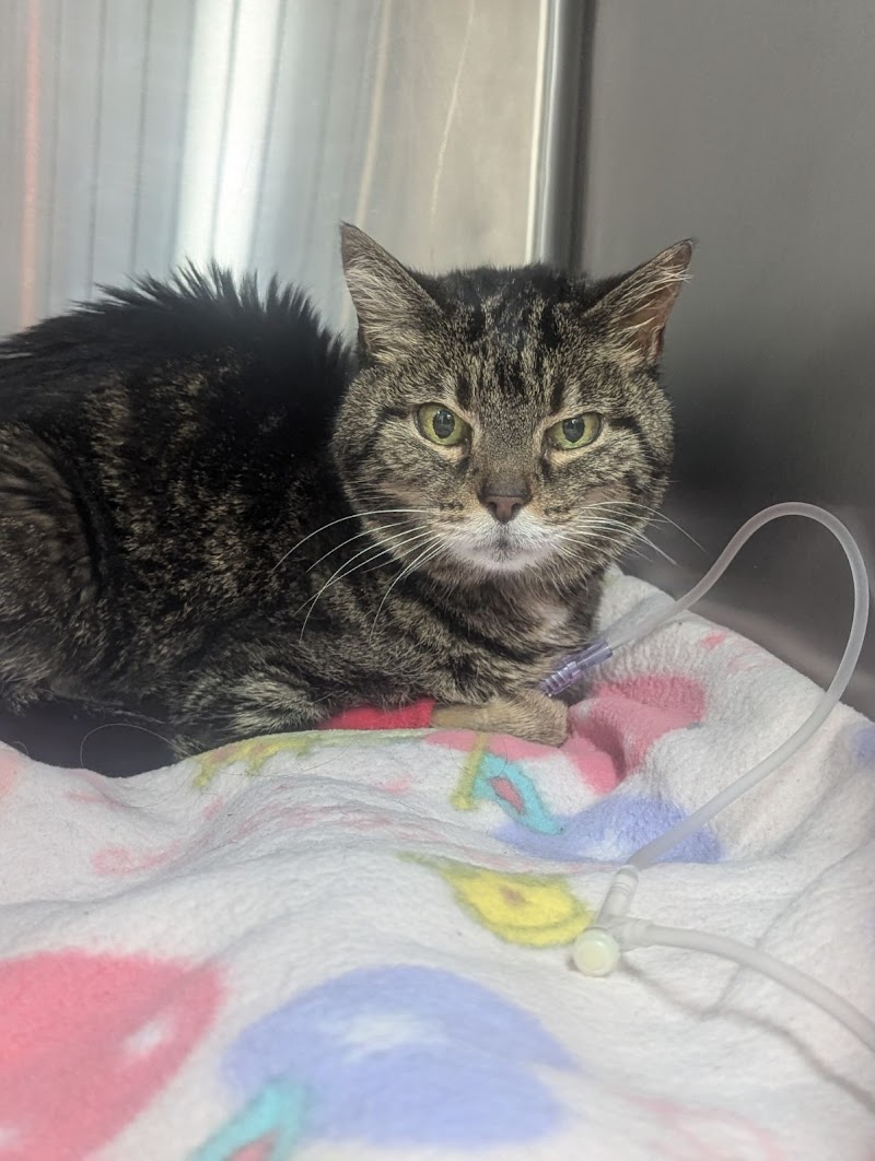 Elm Creek Animal Hospital