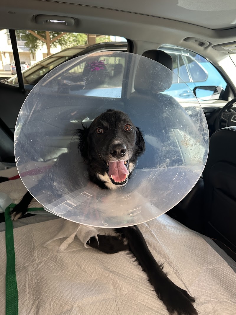 Dallas Veterinary Surgical Center (DVSC) - Grapevine