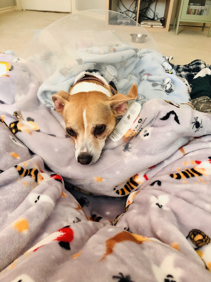 Dallas Veterinary Surgical Center (DVSC) - Grapevine