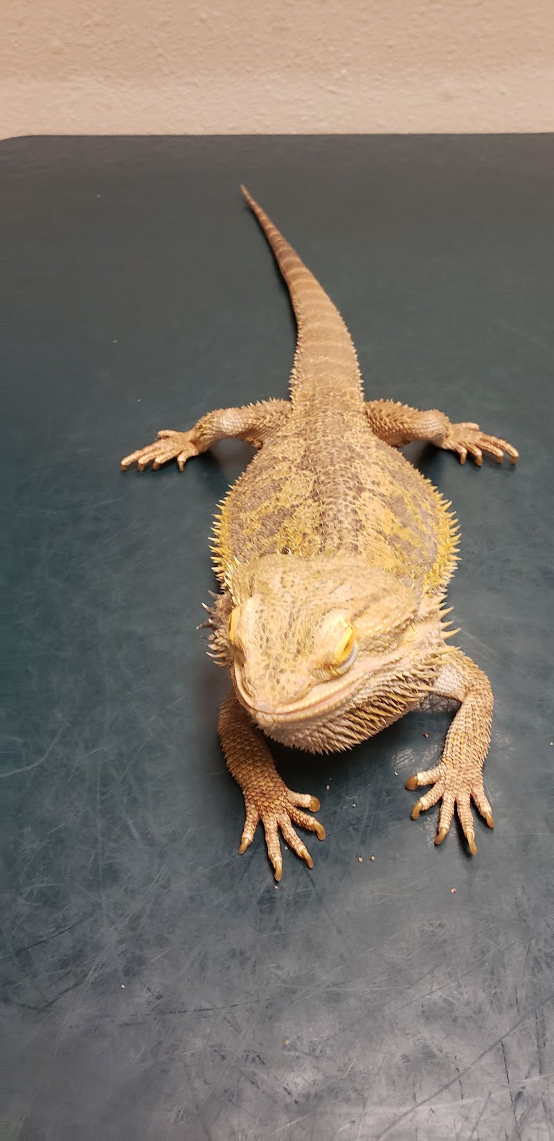 Pet Hospital of Penasquitos-Veterinary Specialist