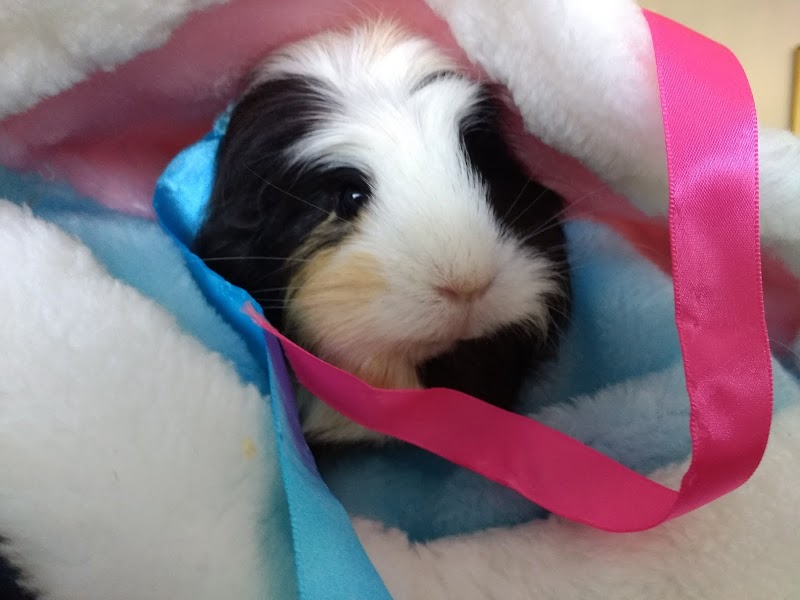 Pet Hospital of Penasquitos-Veterinary Specialist