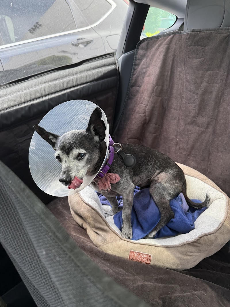Veterinary Surgical Specialists