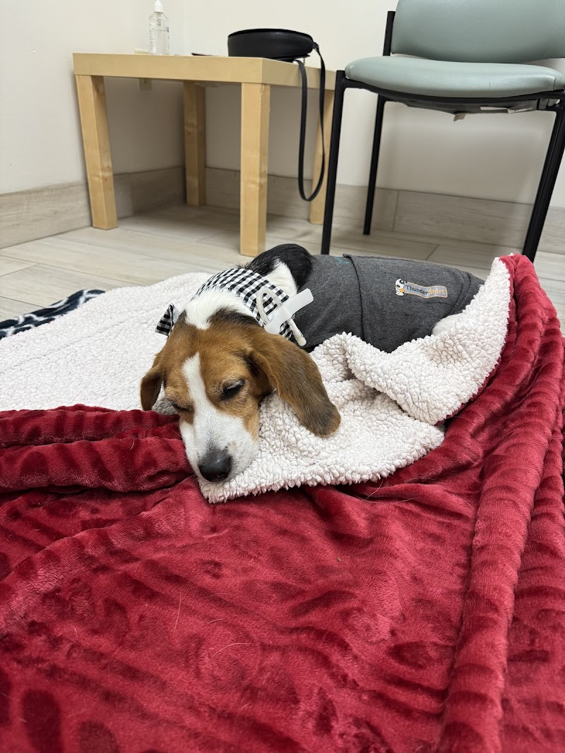 Veterinary Surgical Specialists