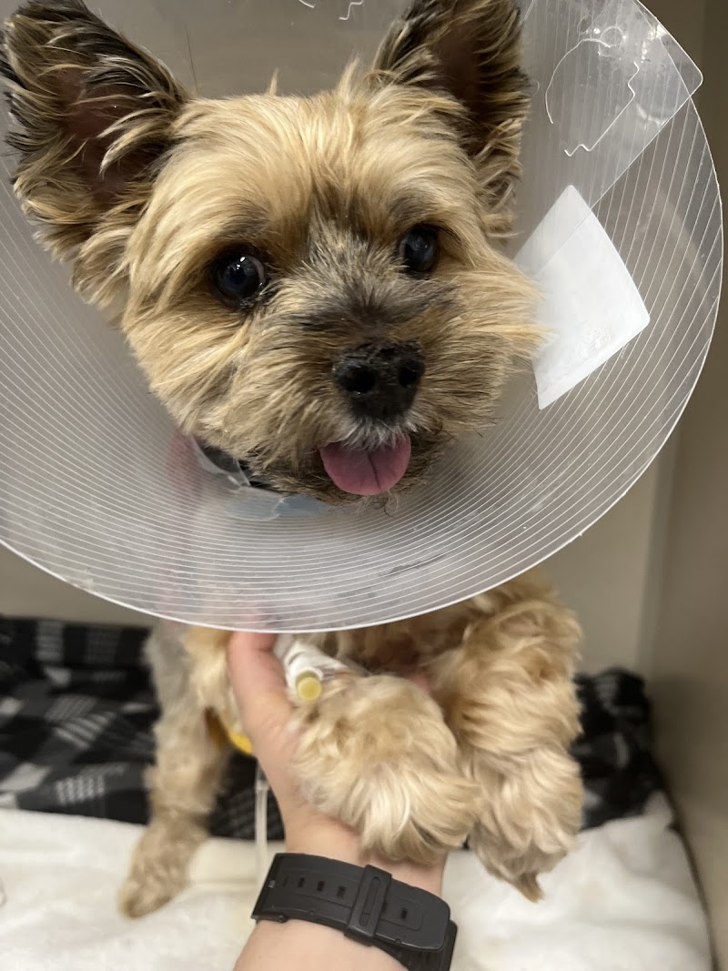 Veterinary Surgical Specialists