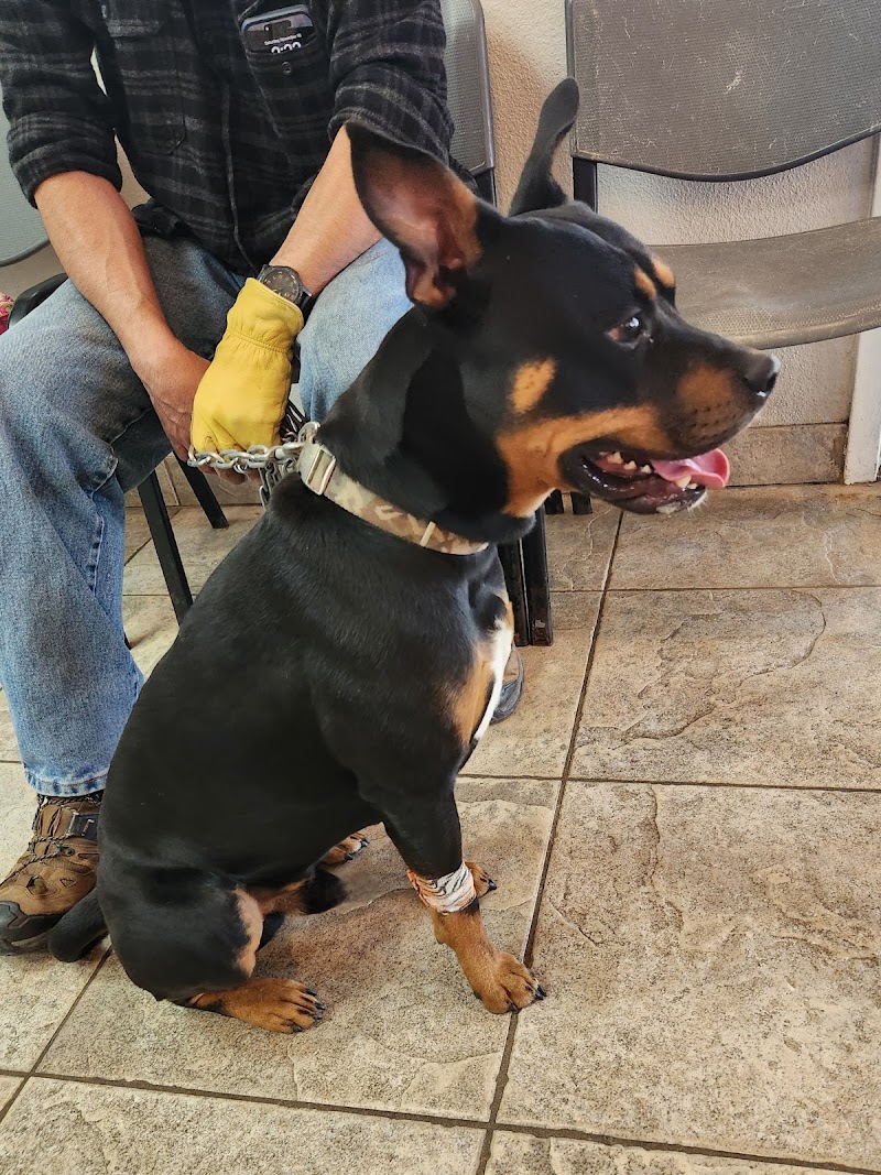 Alamo Dog & Cat Hospital