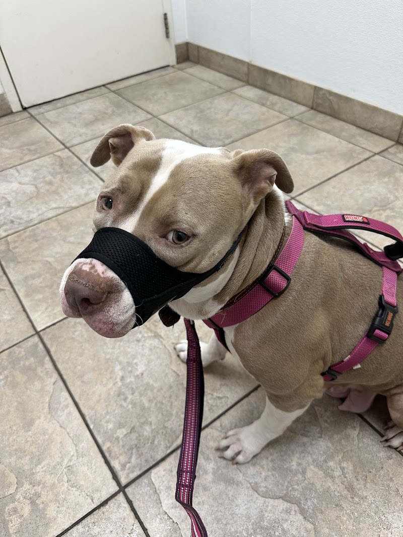 Alamo Dog & Cat Hospital