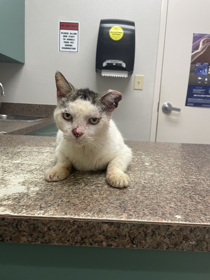 Alamo Dog & Cat Hospital