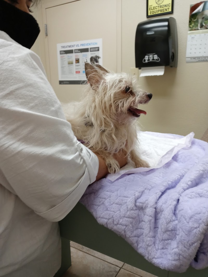 Alamo Dog & Cat Hospital