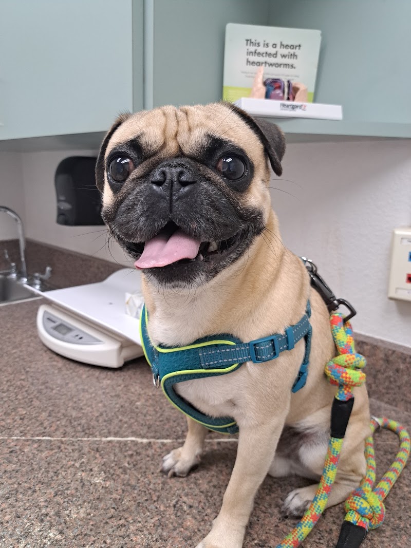 Alamo Dog & Cat Hospital
