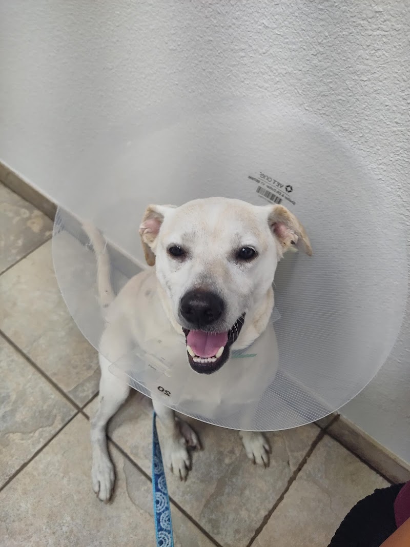 Alamo Dog & Cat Hospital