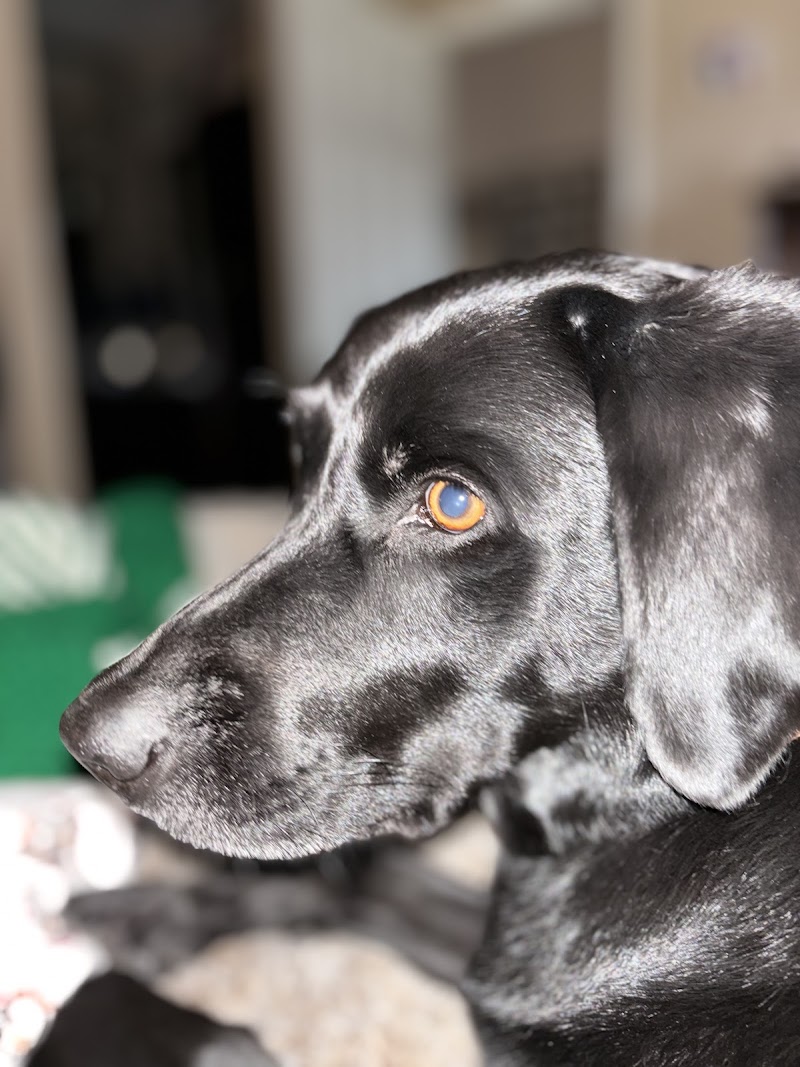 Rancho Mesa Animal Hospital