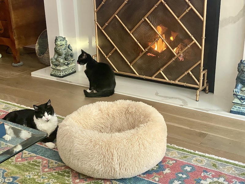 Cat Veterinary Clinic