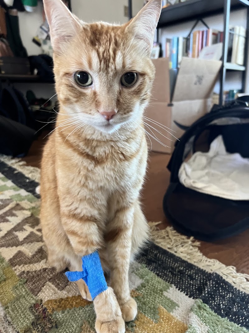 Cat Veterinary Clinic