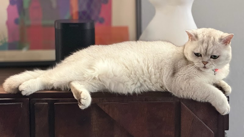 Cat Veterinary Clinic