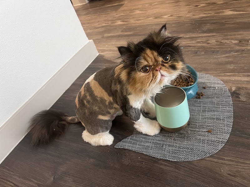 Cat Veterinary Clinic