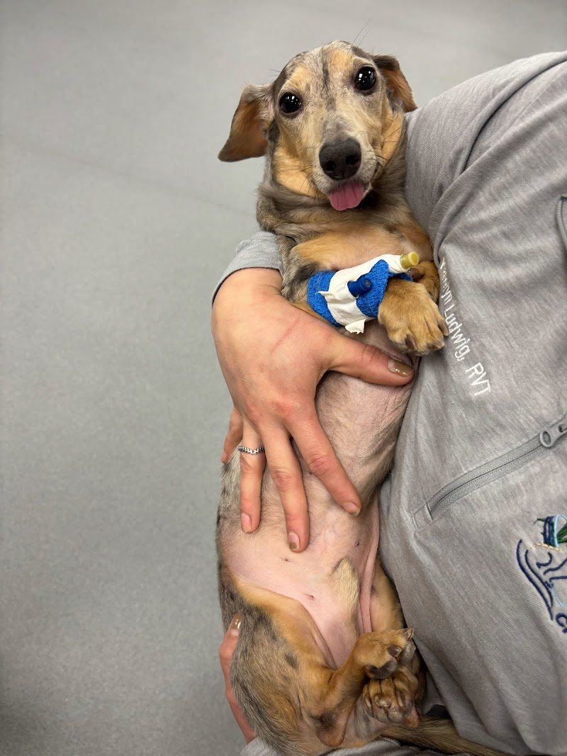 Veterinary Neurology & Imaging of the Chesapeake