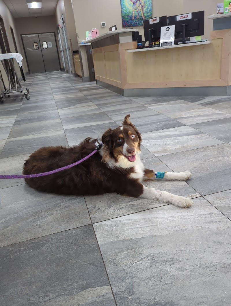 Veterinary Neurology & Imaging of the Chesapeake