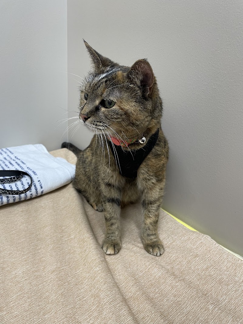 Veterinary Neurology & Imaging of the Chesapeake