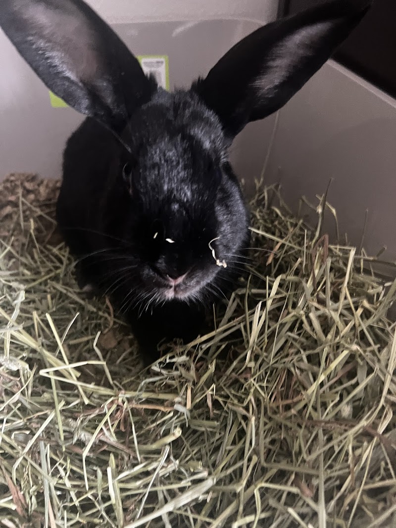 Studio City Animal Hospital