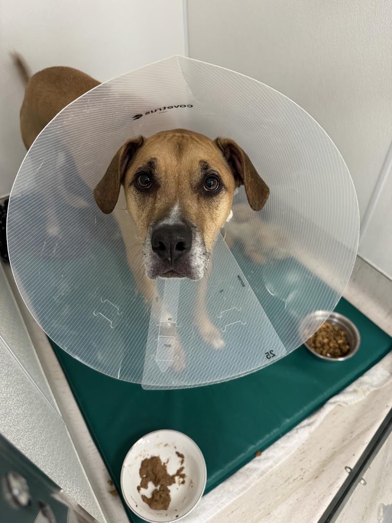 Timberline Vet Emergency & Specialty