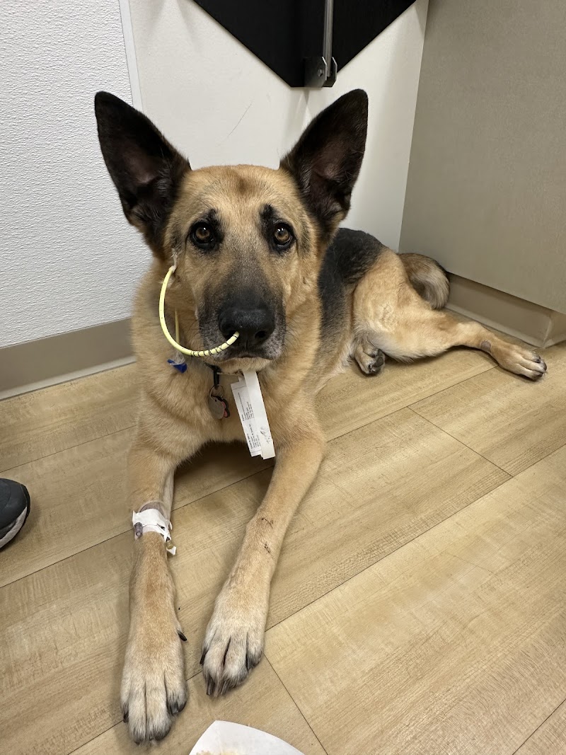 Timberline Vet Emergency & Specialty