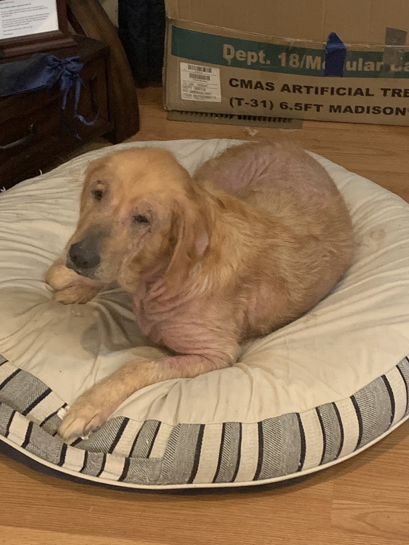 Timberline Vet Emergency & Specialty