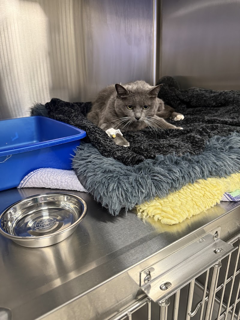 Timberline Vet Emergency & Specialty