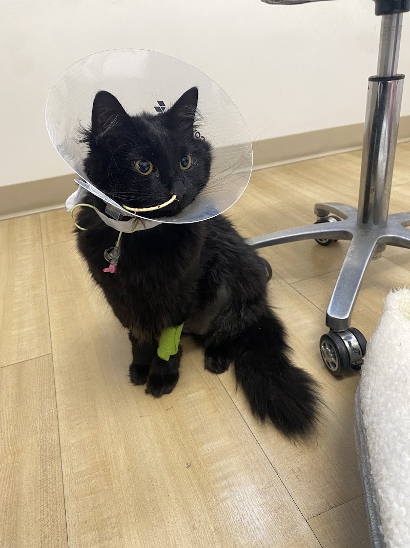 Timberline Vet Emergency & Specialty