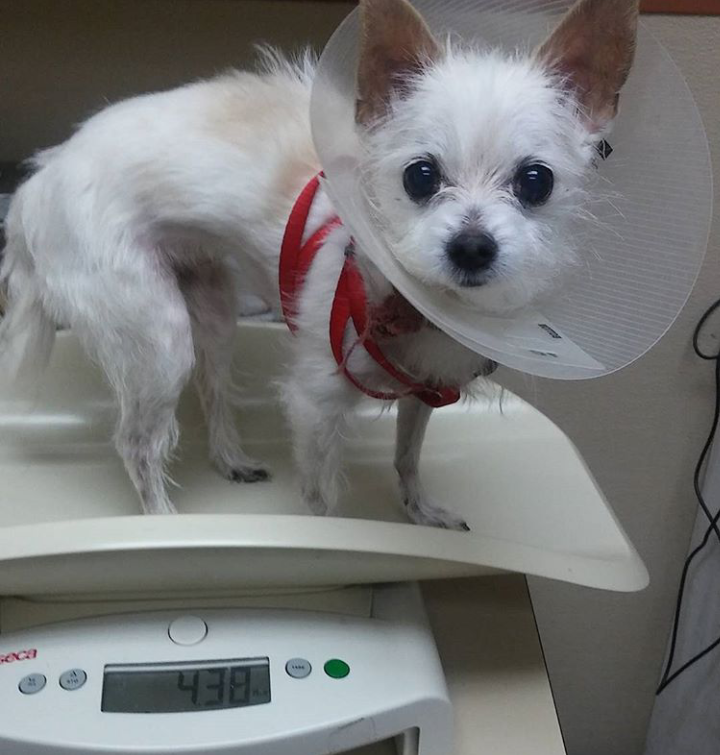 Torrance Companion Animal Hospital