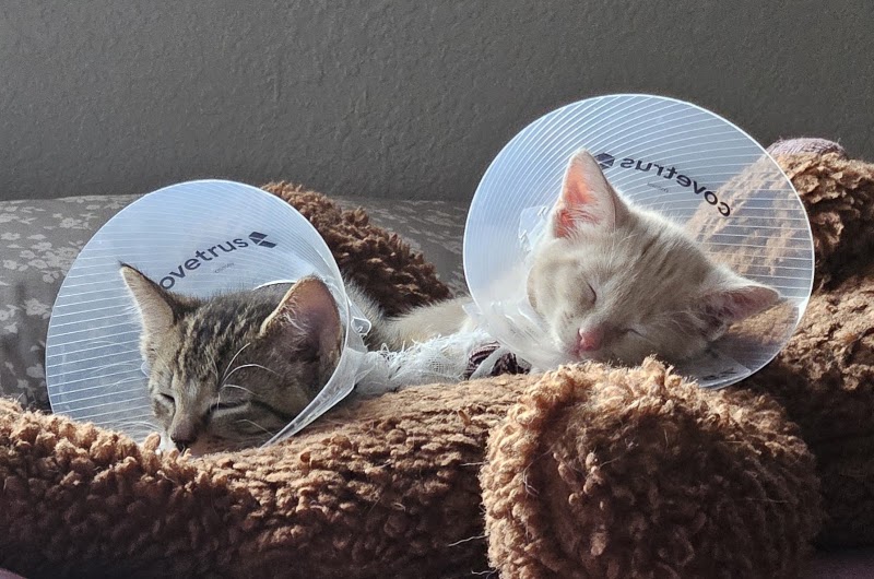 Humane Colorado - Cat Spay/Neuter Clinic