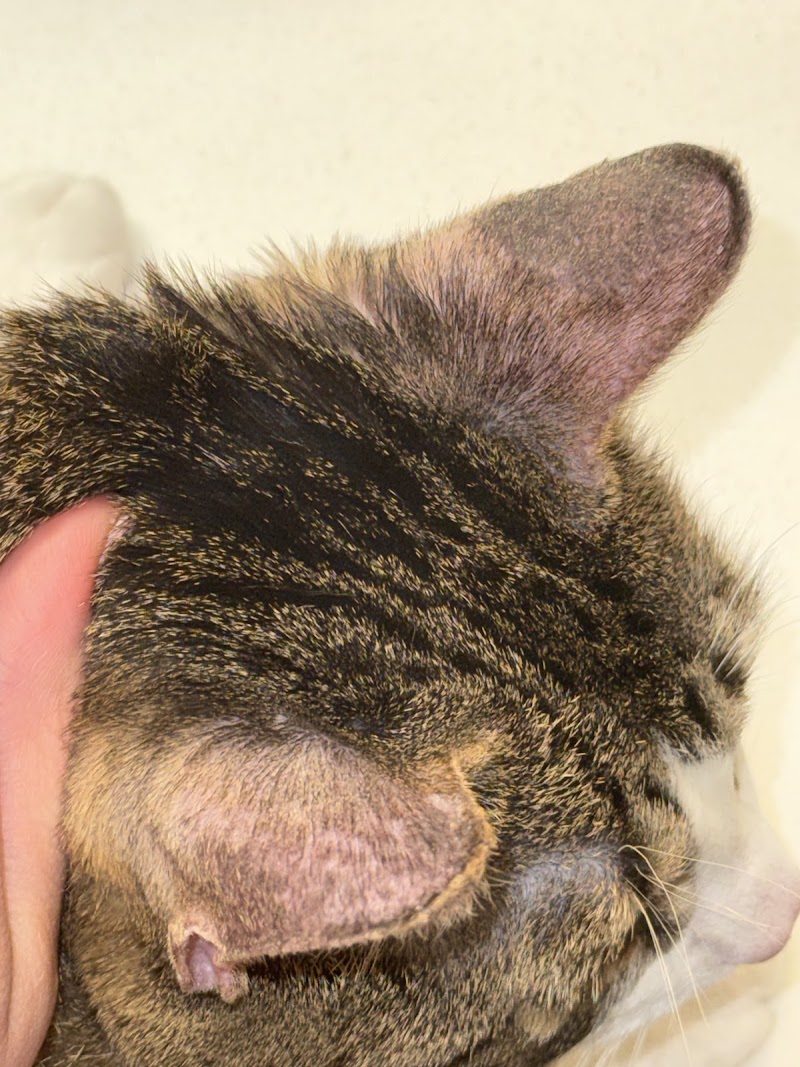 Humane Colorado - Cat Spay/Neuter Clinic