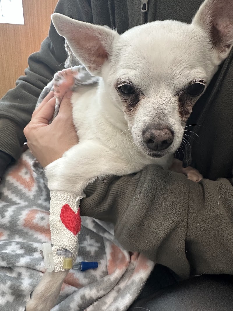 Humane Colorado - Cat Spay/Neuter Clinic