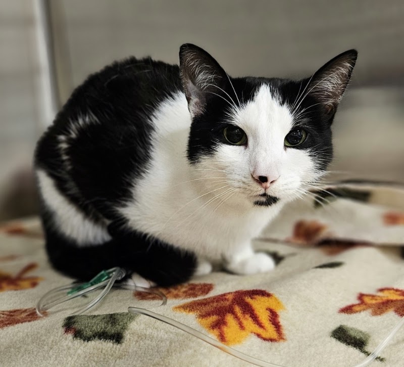 Lakes Veterinary & Surgical Center