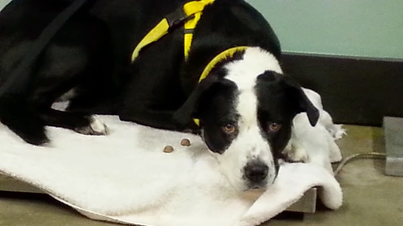 Synergy Veterinary Behavior