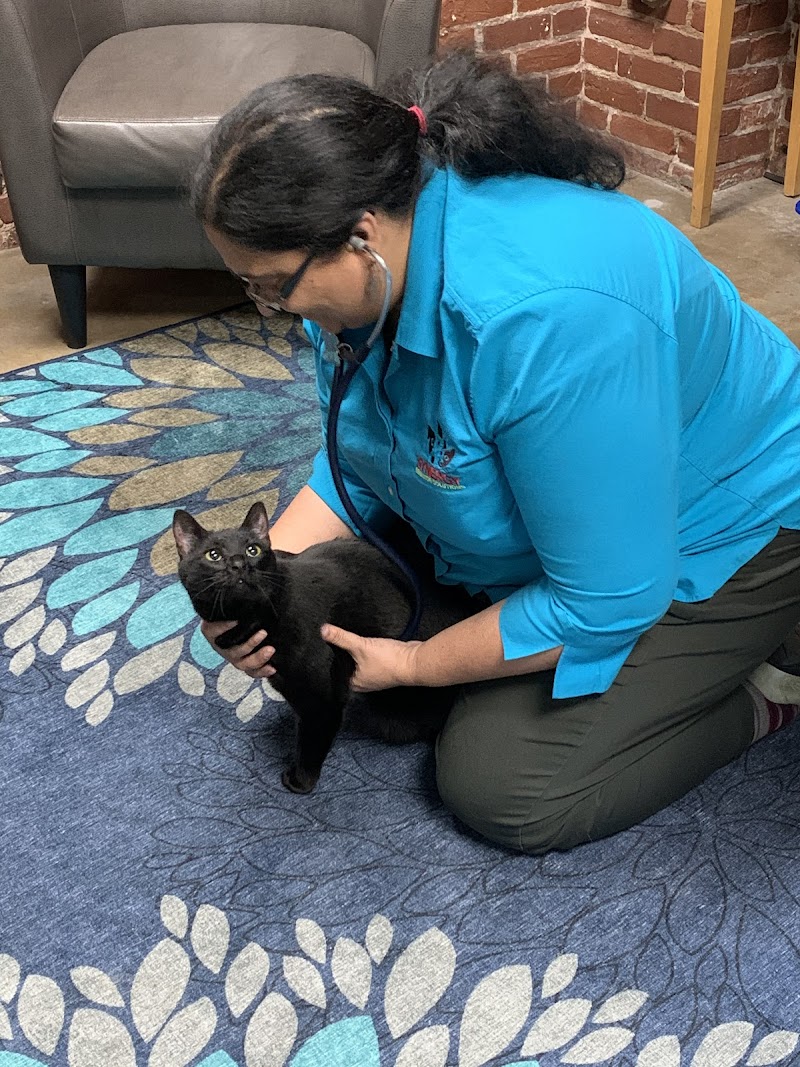 Synergy Veterinary Behavior