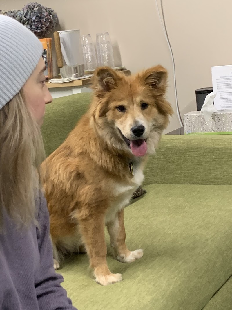 Synergy Veterinary Behavior