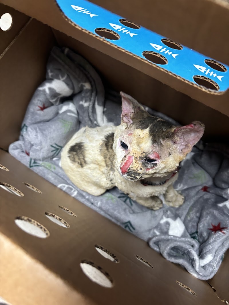 Pet Urgent Care
