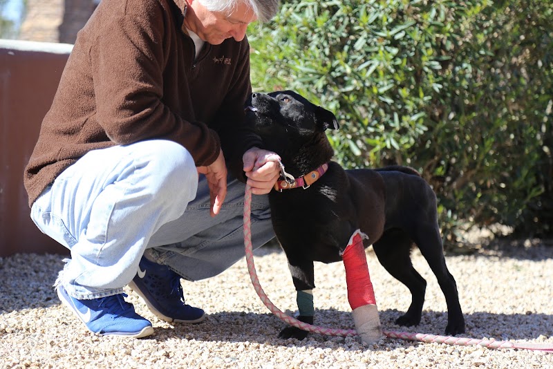 Pet Urgent Care