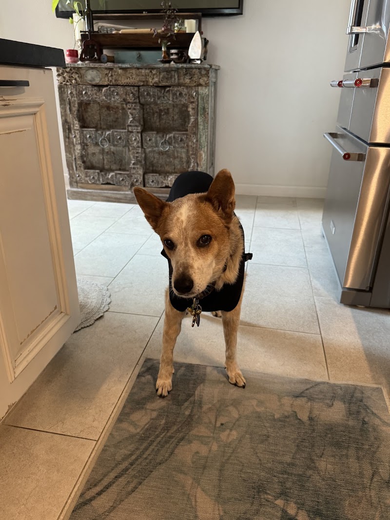 Pet Urgent Care