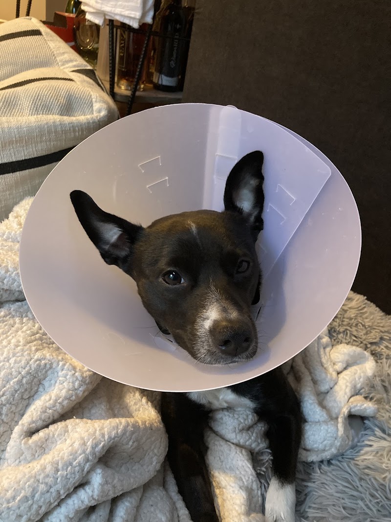 Emergency Veterinary Services of Lisle