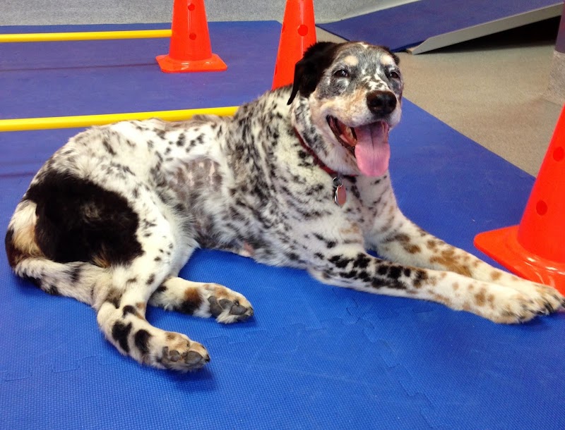 CANINE REHAB of NEW YORK